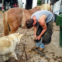 Whitford Horses