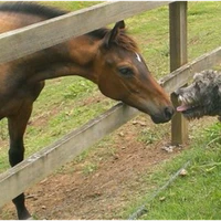 Sundown Lodge Equestrian