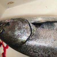 Hooked Salmon Fishing Charters
