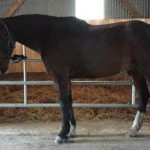 Cheval Diffusion