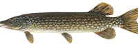 Predator Fishing Ireland