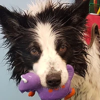 K9 Aquacise & Hydrotherapy