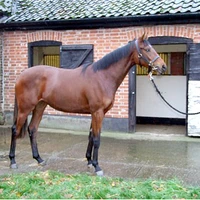 Stourbank Stud