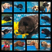 Paws In The Pool!