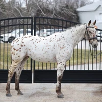 Tiara Equine