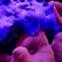 The Coral Centre