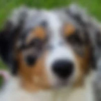 Ames Animales Education & Bien-être - Comportementaliste Canin/Félin/Equin