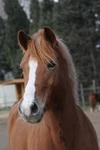 Horse Riding School De Rivesaltes