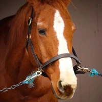 Painted Horse Equestrian