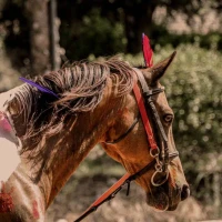 Centre Equestre Et Poney Club De Vaison