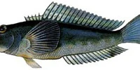 Seamist Fishing Charters