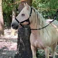 Pony Club De La Voile