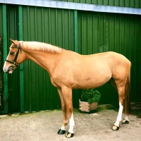 Moseley Equestrian