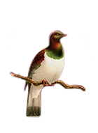 Northland Golf Club