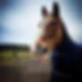 Eastmoors Riding School and Livery