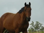 CENTRE EQUESTRE D AMBRIERES LES VALLEES