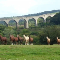 Tresorya Stud