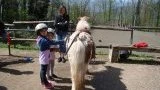 Pony Cheval Nature Rapeaux Aujard
