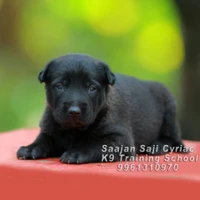 Saajan Saji Cyriac K9 Training School