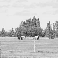 Biron Equestrian