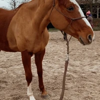 Poney Club Louveaux