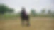 Center Equestrian Ethologique Equimotion Julie Cramer