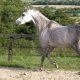 Alifa Arabians