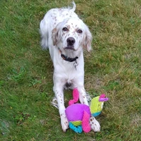 Home Canine De Guerlédan