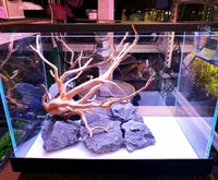 Green Fingers Aquarist