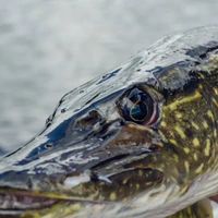 Zec du Gros Brochet