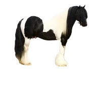 Braeden Pony Trekking Centre