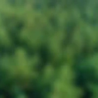 Line Couvez Sophrologue, Massothérapeute, Professeure De Yoga Et Sylvothérapeute
