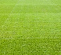 Peterborough Lions Rugby Club
