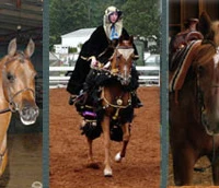 Jem Arabians
