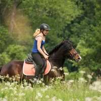 Sussex Hunter Hirelings & Sales
