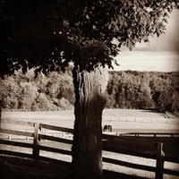 Weybread Hill Farm