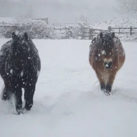 South Weylands Equestrian Centre