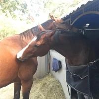 CLUB HIPPIQUE SOUILLAGAIS