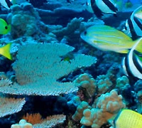 Chartres Espérance Sub Aquatique
