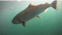 Bluewolf fishing charters