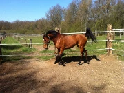 Equestrian Club Gally River