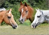 Chantry Stables