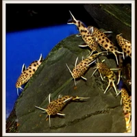 Sweet Knowle Aquatics