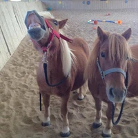 PONEY CLUB DE LA TOUCHE BOUILLIE