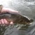 Willington & District Angling Club