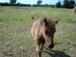 Pony Club Du Phare