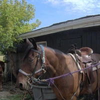 Big Creek Horse Stables - Horseback Riding