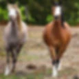 The Humble Horse