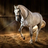 Stables Du Mas Neuf
