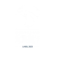 Line Surf School Foil